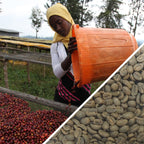 Éthiopie Sidamo Shefina Grade 2 - Certifié Biologique - Café vert