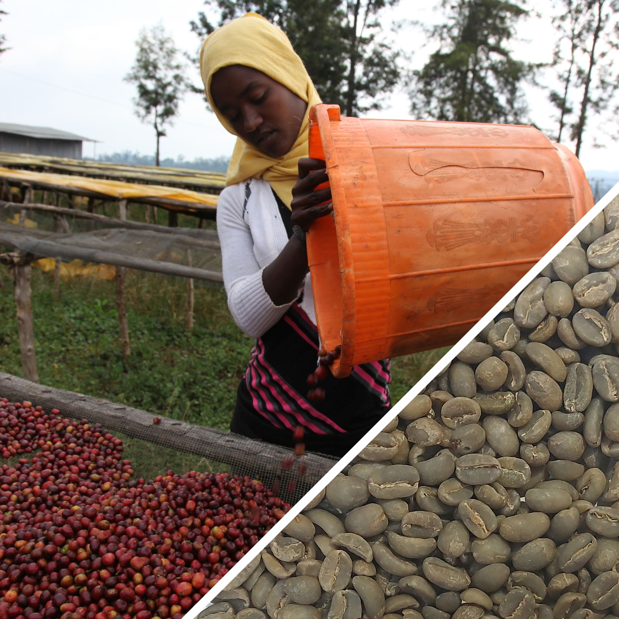 Ethiopia Sidamo Shefina Grade 2 - Certified Organic - Green Coffee