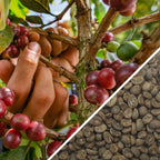 Indonésie Sumatra Mandheling Triple Pick Gr.1 - Café Vert