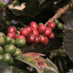 Colombia Pink Bourbon