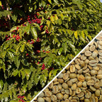 Brazil Bela Vista Anaerobic Fermented Process