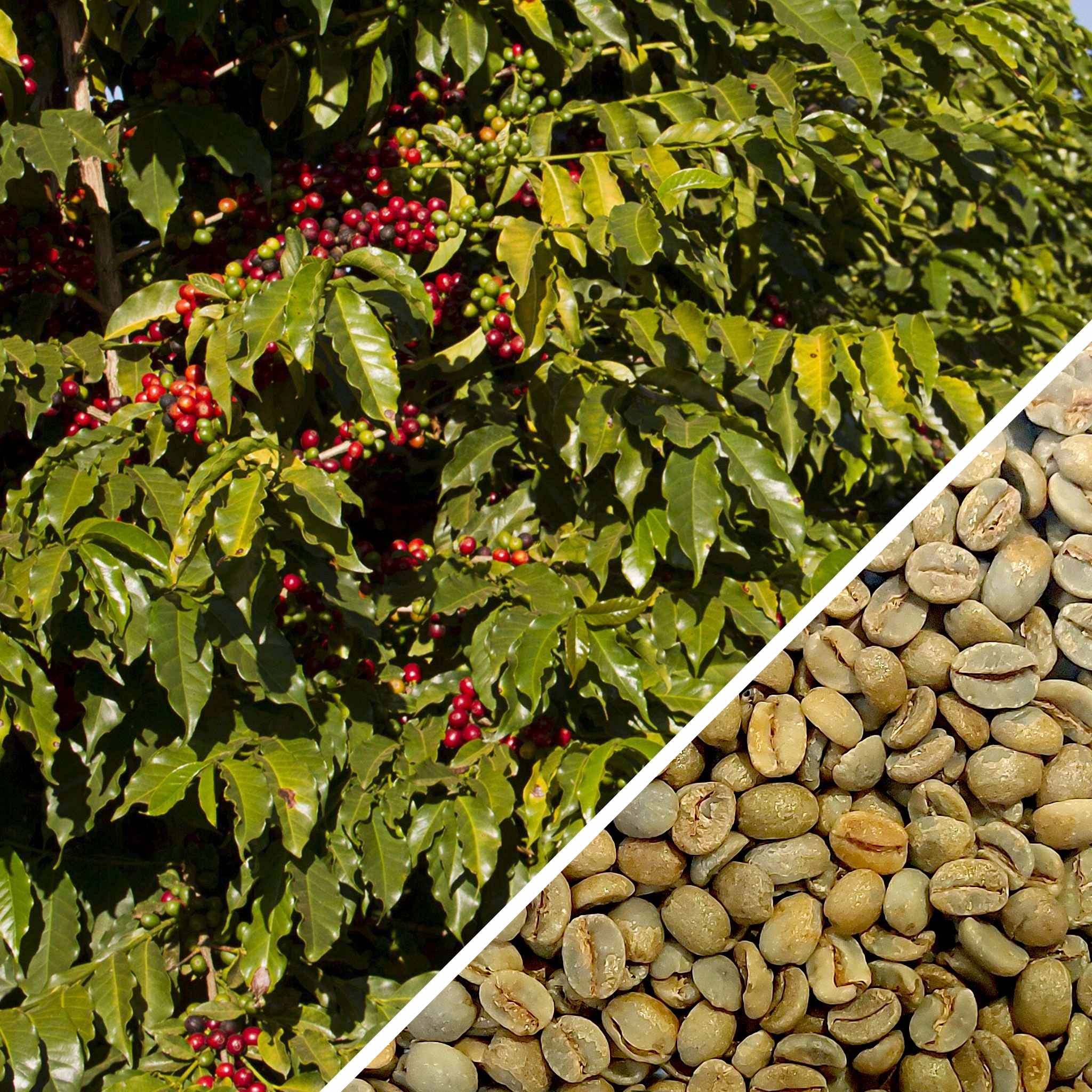 Brazil Bela Vista Anaerobic Fermented Process