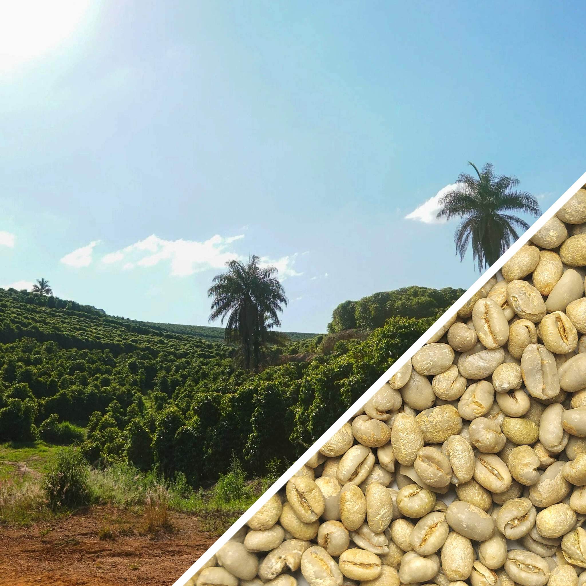 Brazil Bela Vista Peaberry - Green Coffee