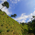Colombie Excelso