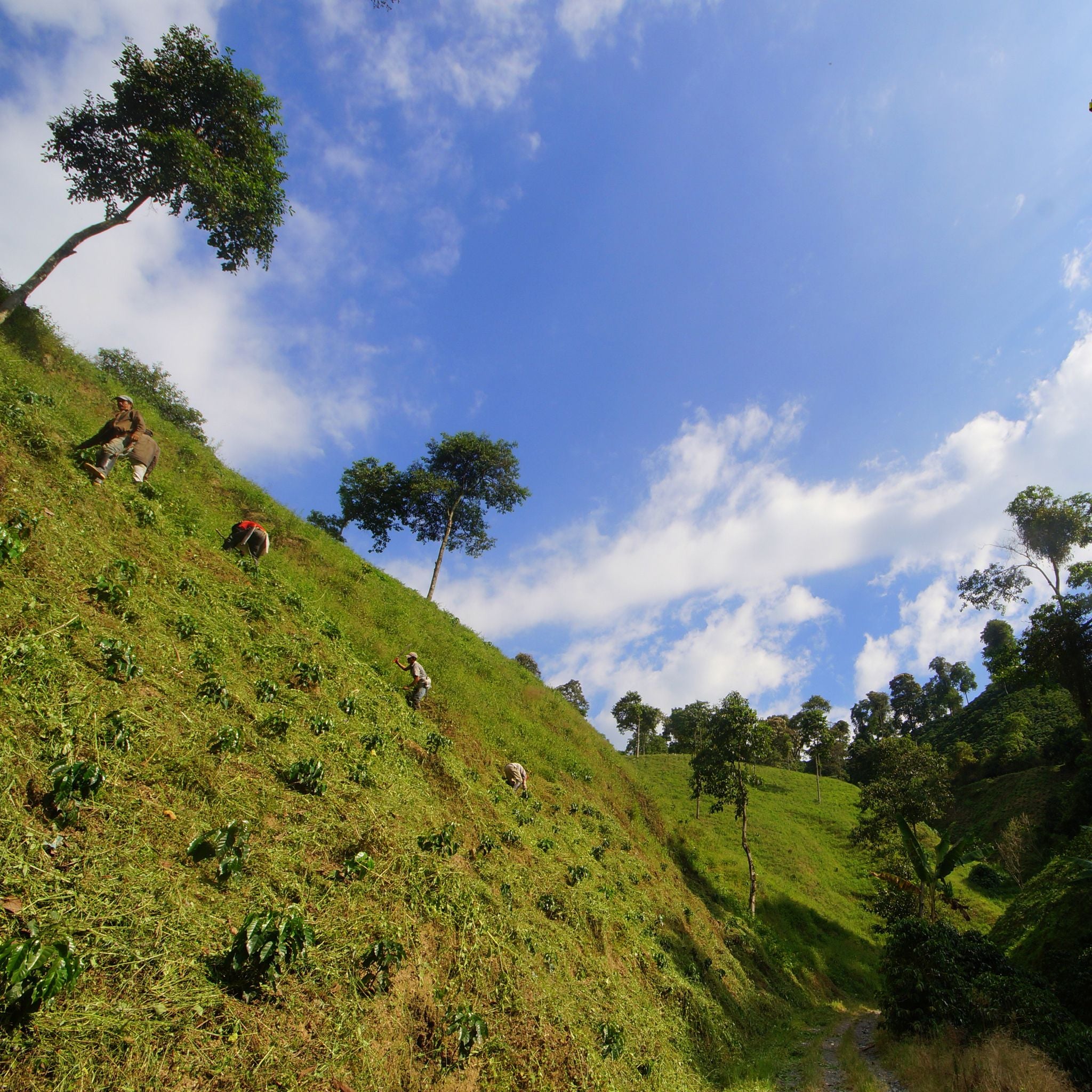 Colombie Excelso