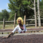 Éthiopie Kaffa Anderacha Miel Noir Grade 1 - Café Vert