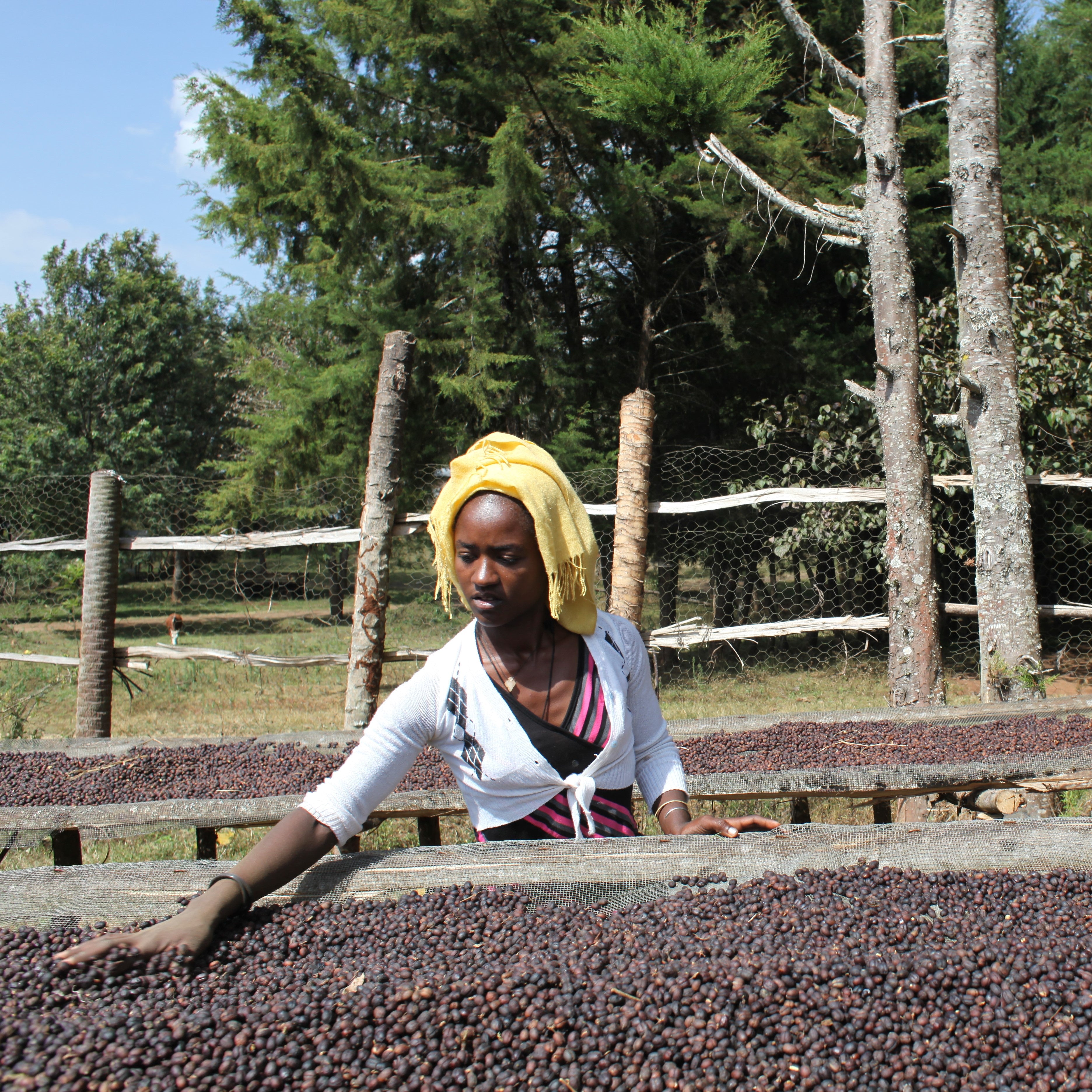 Éthiopie Kaffa Anderacha Miel Noir Grade 1 - Café Vert
