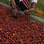 Ethiopia Guji Hangadi Grade 2