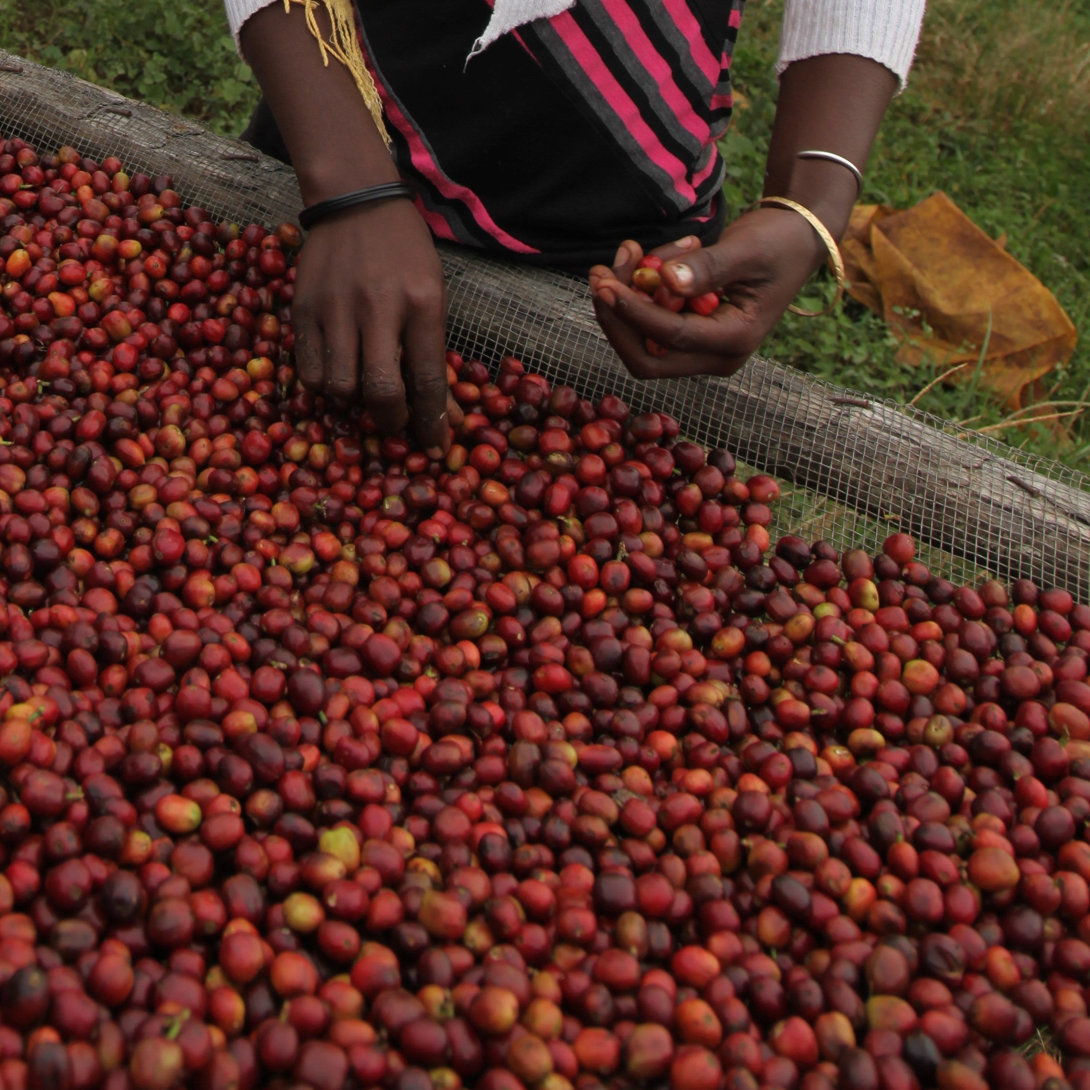 Ethiopia Guji Hangadi Grade 2