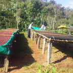 Ethiopia Guji Hangadi Grade 2