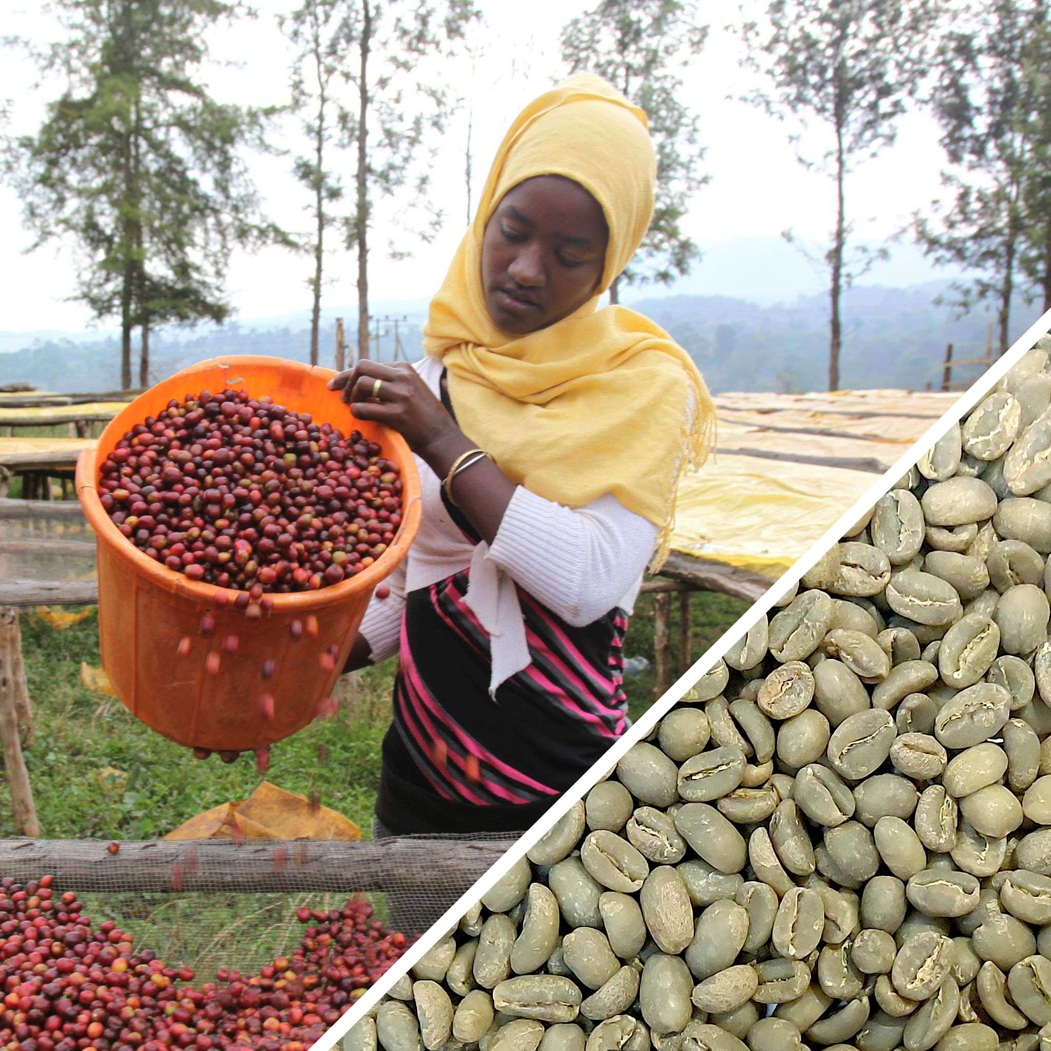 Ethiopia Guji Hangadi Grade 2