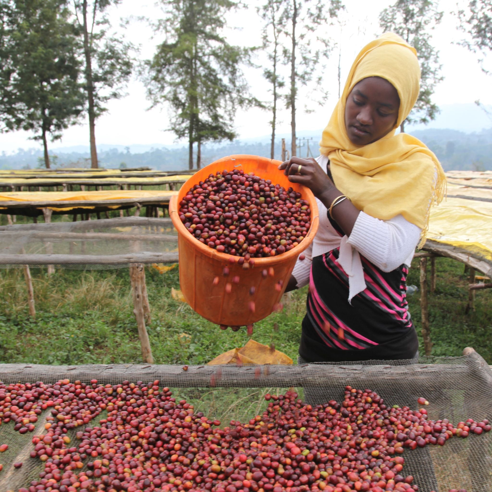 Ethiopia Kaffa Forest Native Coffee