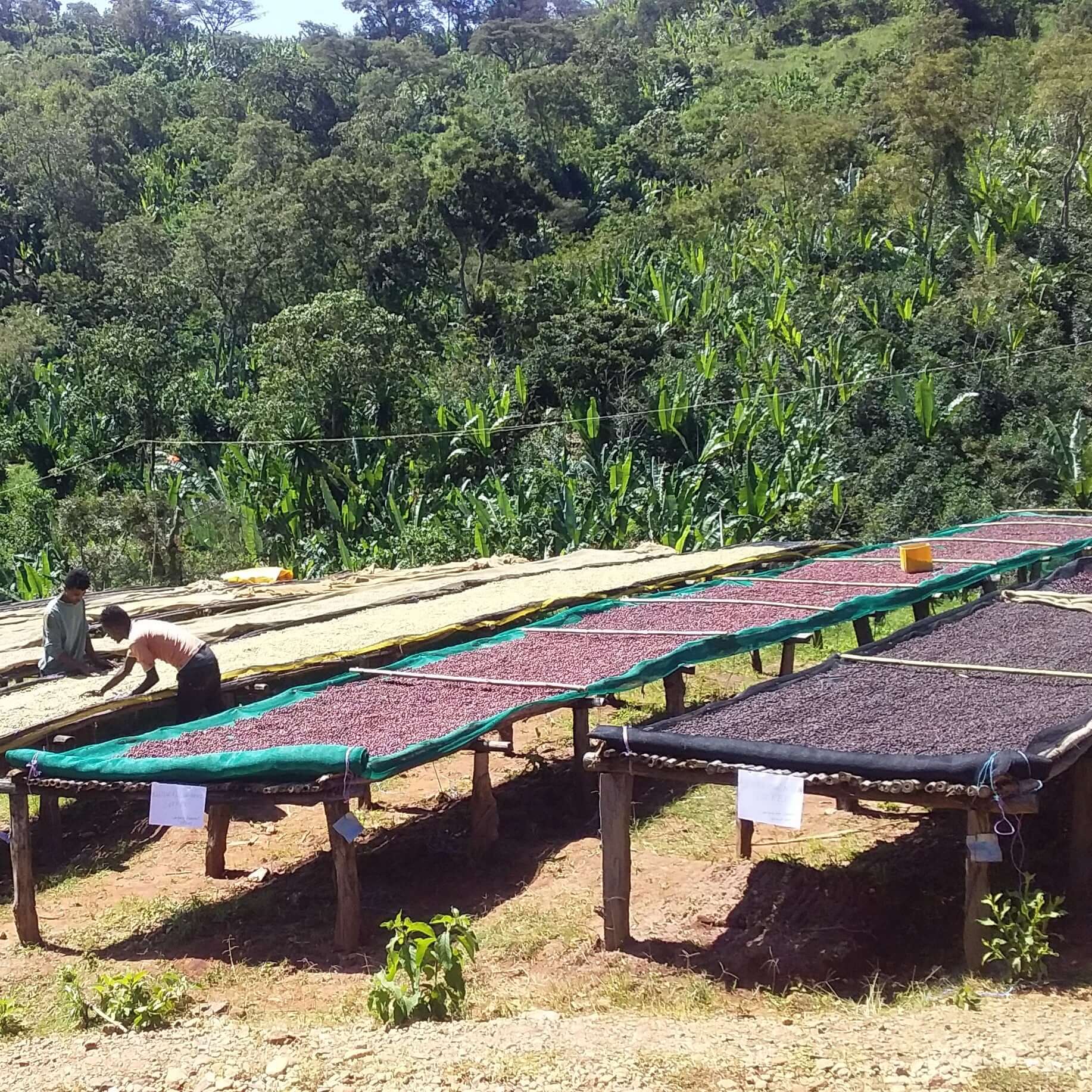 Éthiopie Sidamo Shefina Grade 2 - Certifié Biologique - Café vert