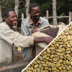 Ethiopia Sidamo Shefina Gr.4 Natural - Certified Organic - Green Coffee