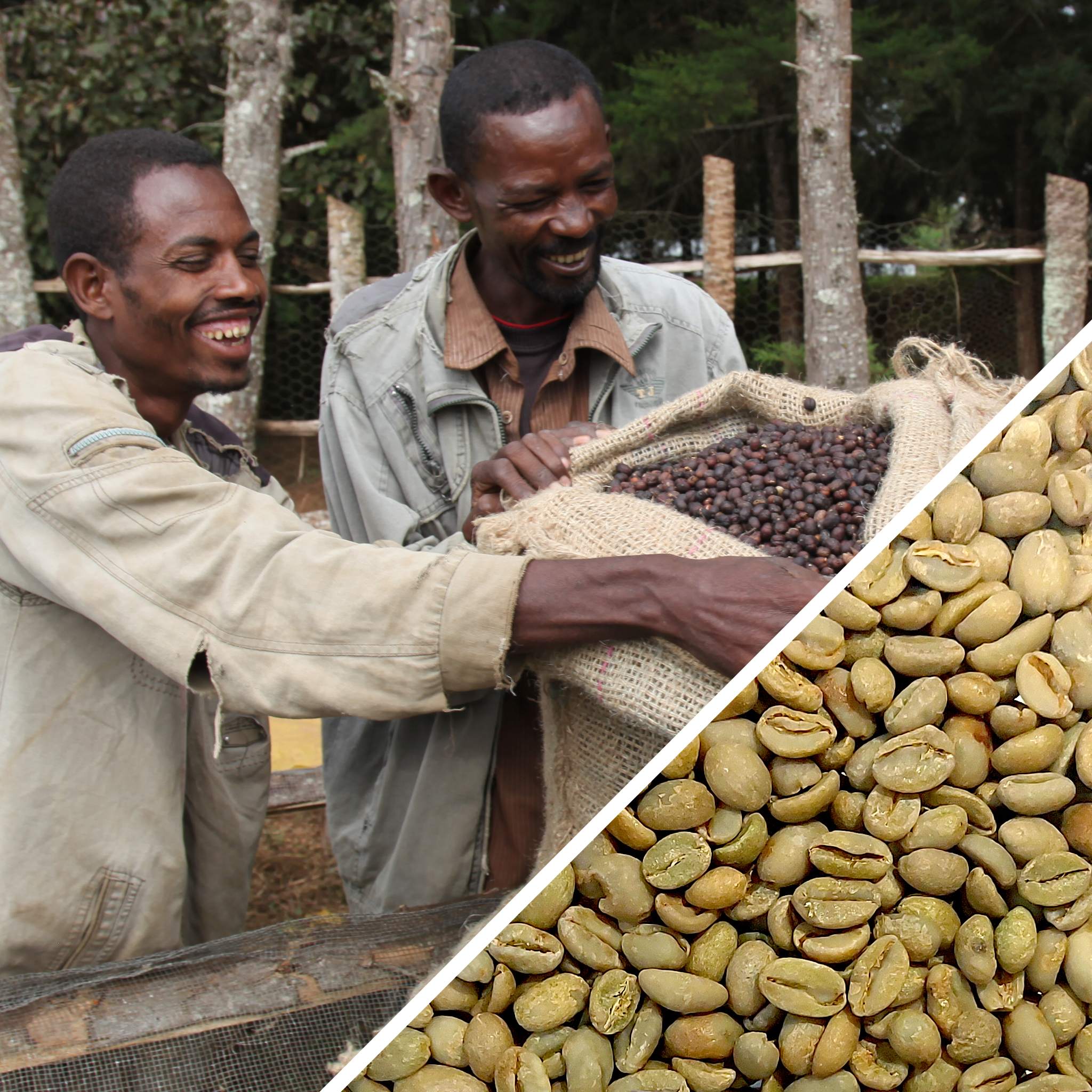Ethiopia Sidamo Shefina Gr.4 Natural - Certified Organic - Green Coffee