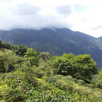 Jamaica High Mountain Coffee