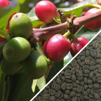 Water Decaf - Green Coffee