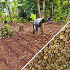 Tanzania Bukoba Robusta - Green Coffee