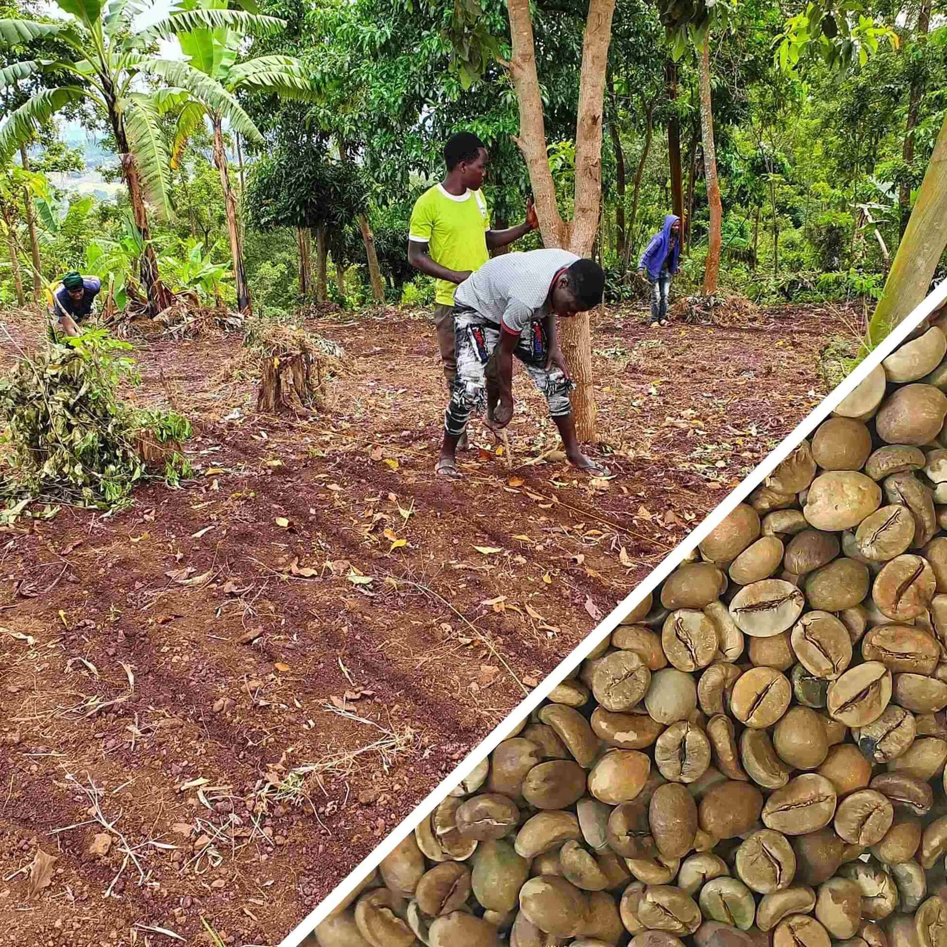 Tanzania Bukoba Robusta - Green Coffee