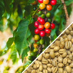 Tanzania Peaberry - Green Coffee