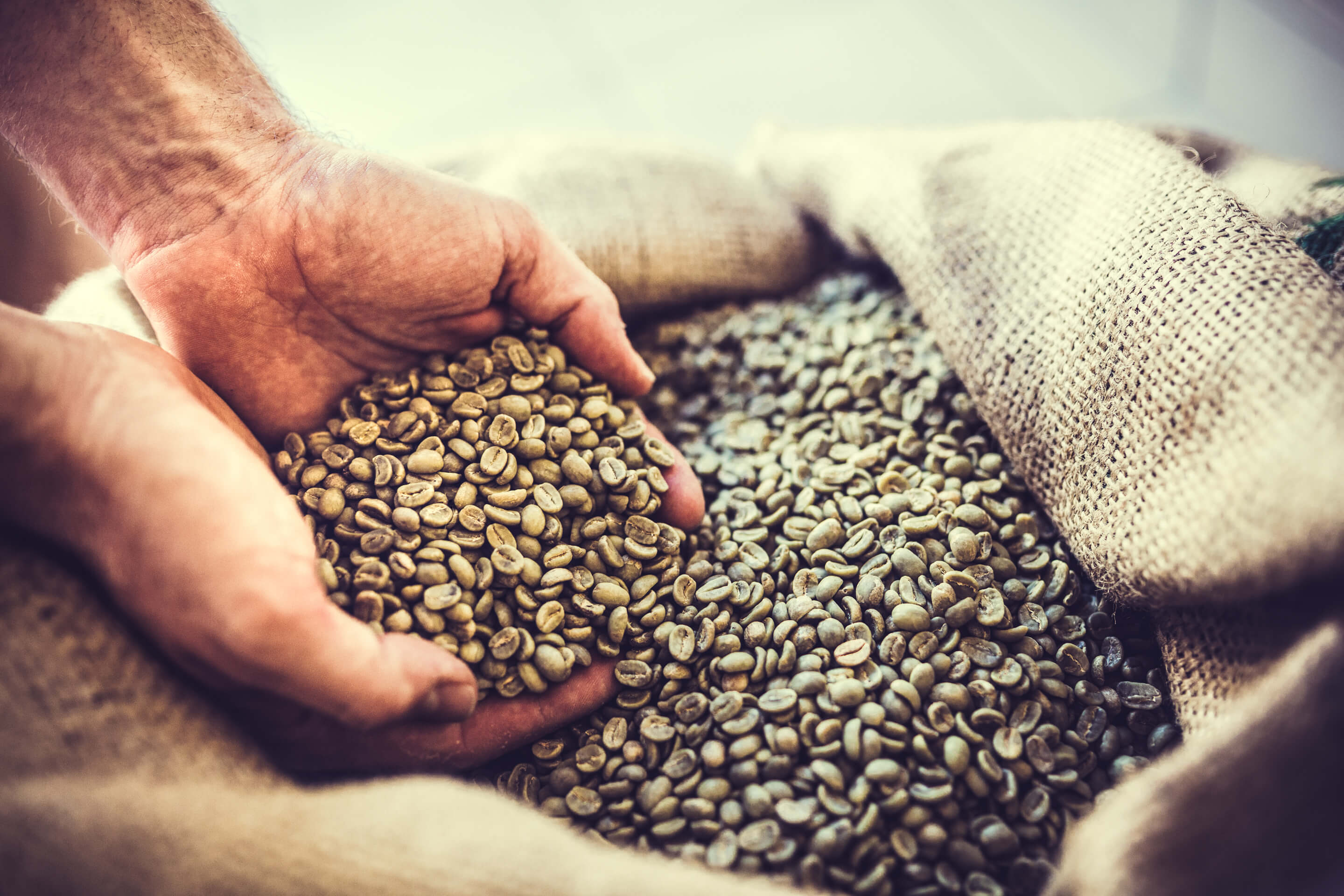 Hands holding green coffee beans over a burlap sack – home roasting starter kits at Terra Coffee & Tea.