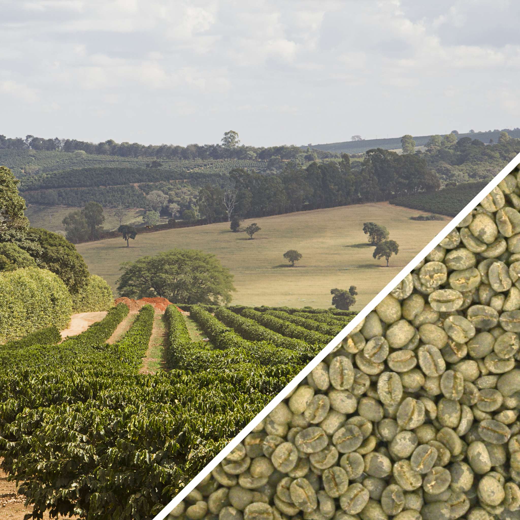 Brazil Bela Vista Pulped Natural - Green Coffee