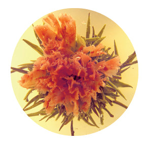 ARIEL Carnation