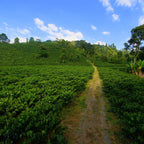 Colombie Excelso Origen Coop - Certifié Biologique - Café Vert