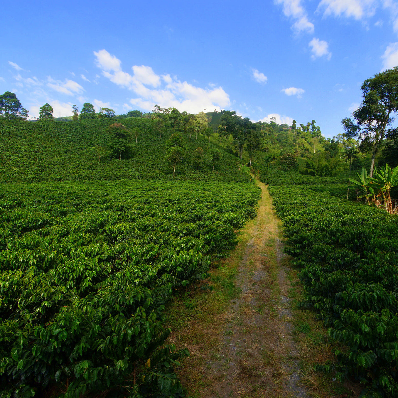 Colombie Excelso Origen Coop - Certifié Biologique - Café Vert