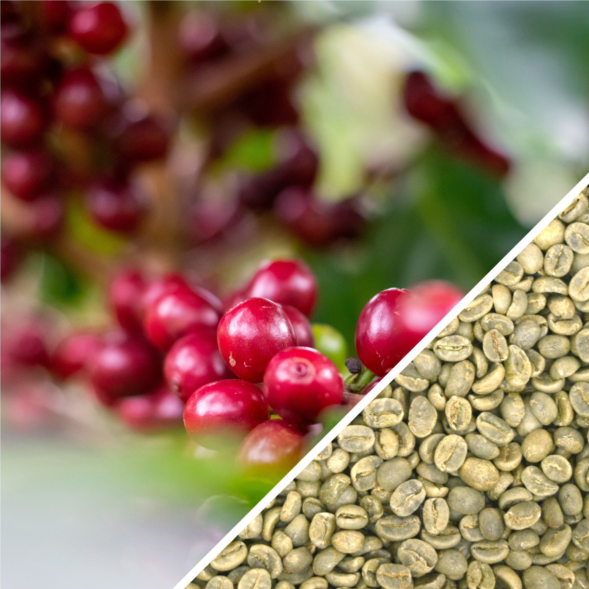 Costa Rica Tarrazu SHB EP - Green Coffee