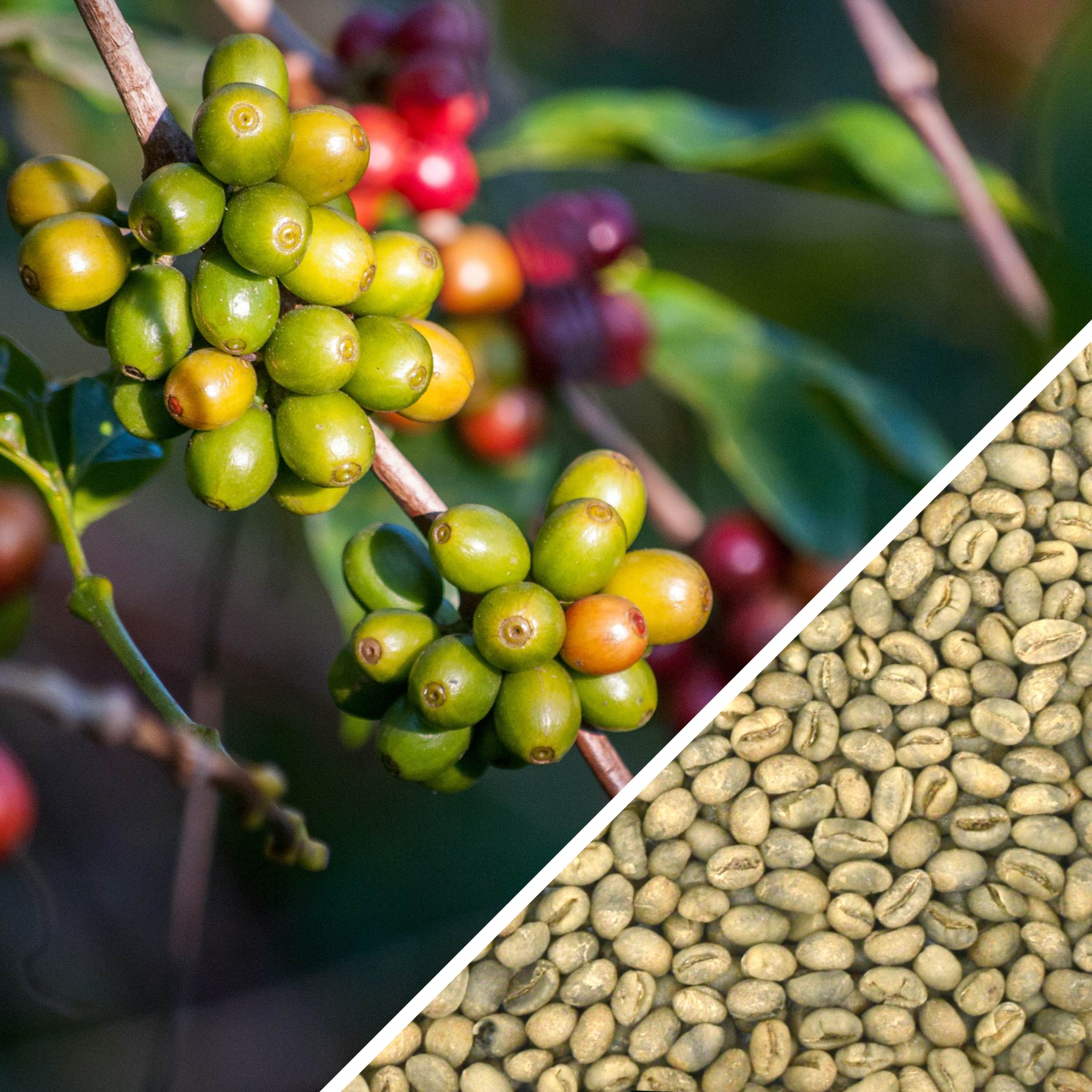 Cuba Caracolillo Peaberry