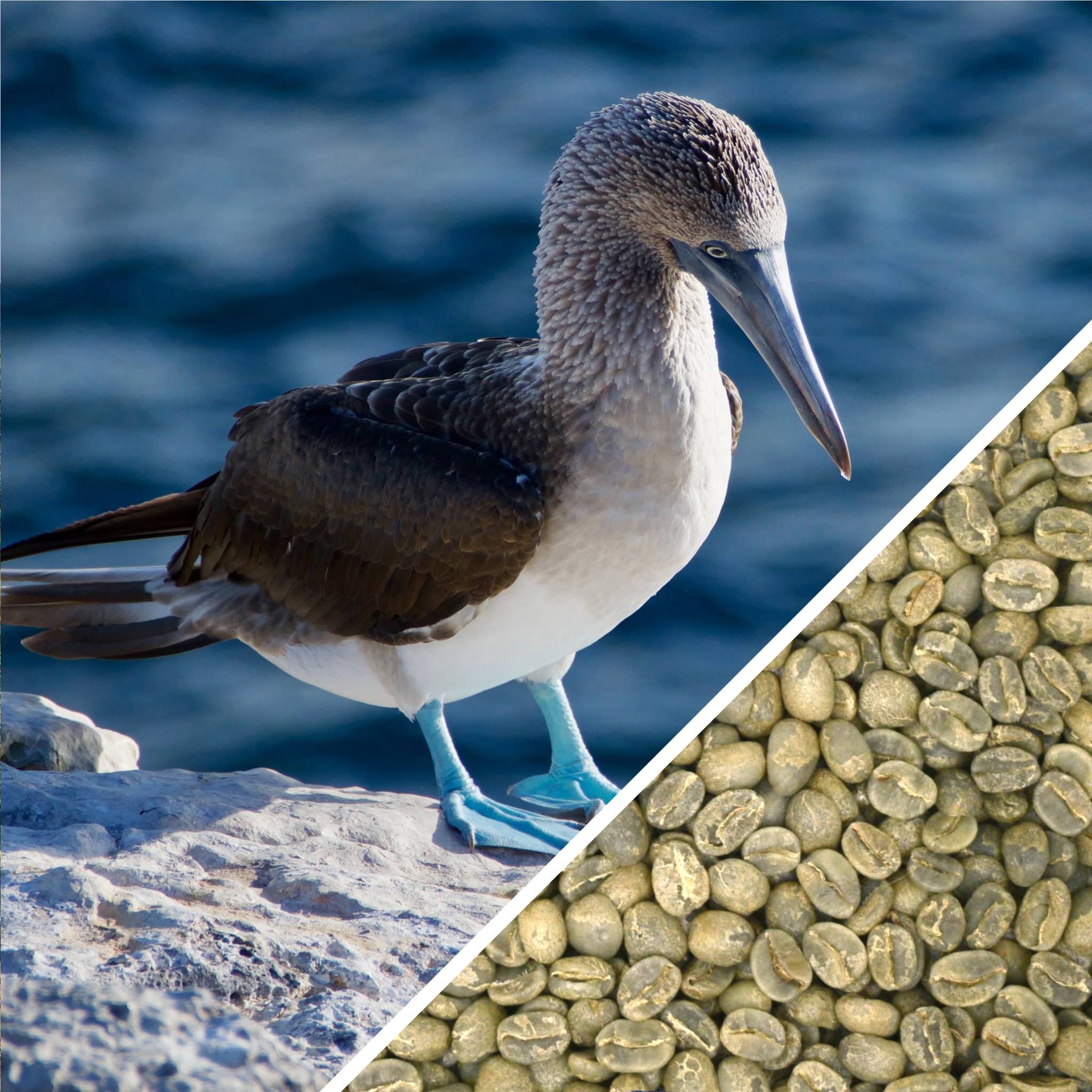 Galapagos Enchanted Islands - Certified Organic - Green Coffee
