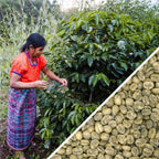 Guatemala Huehuetenango SHB EP