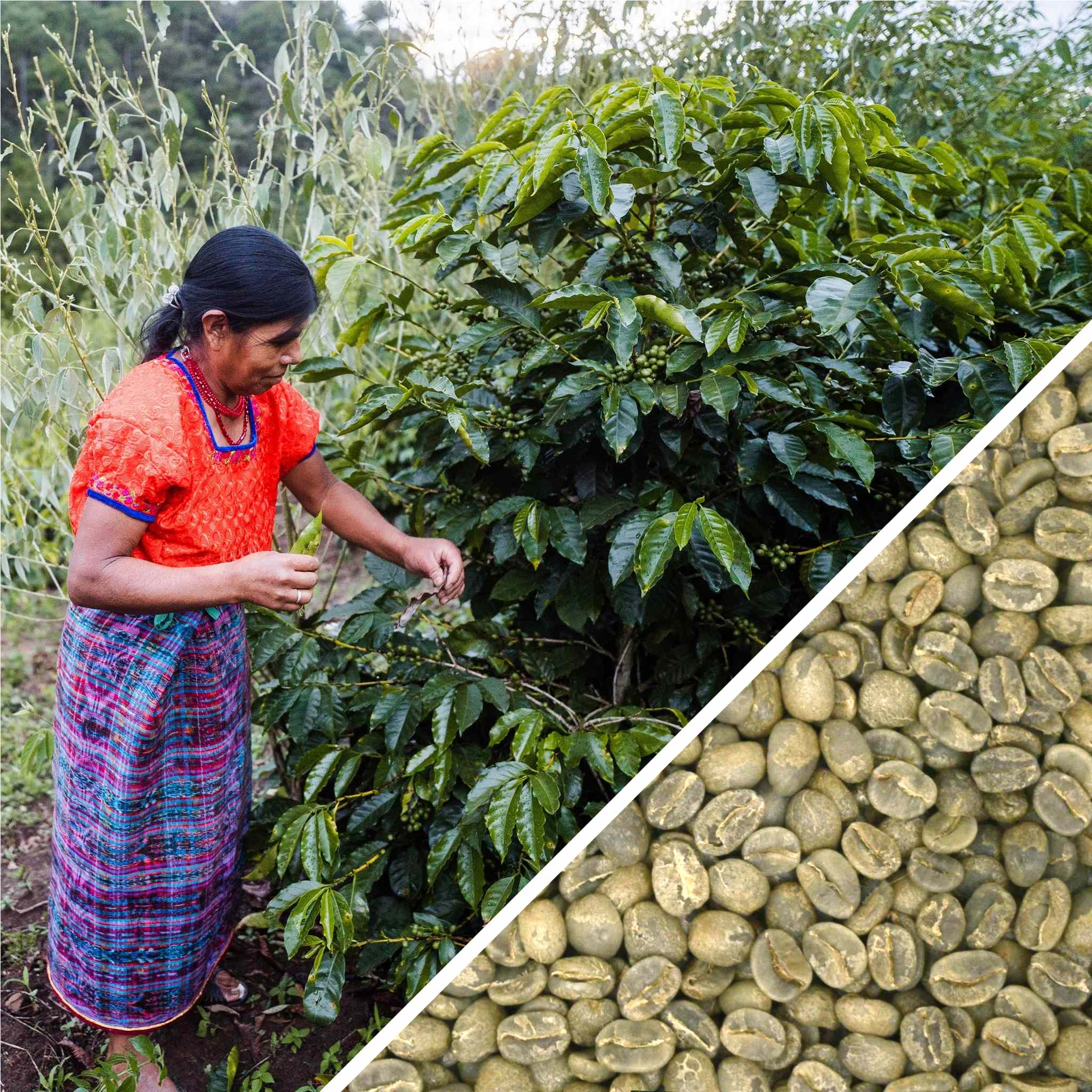 Guatemala Huehuetenango SHB EP