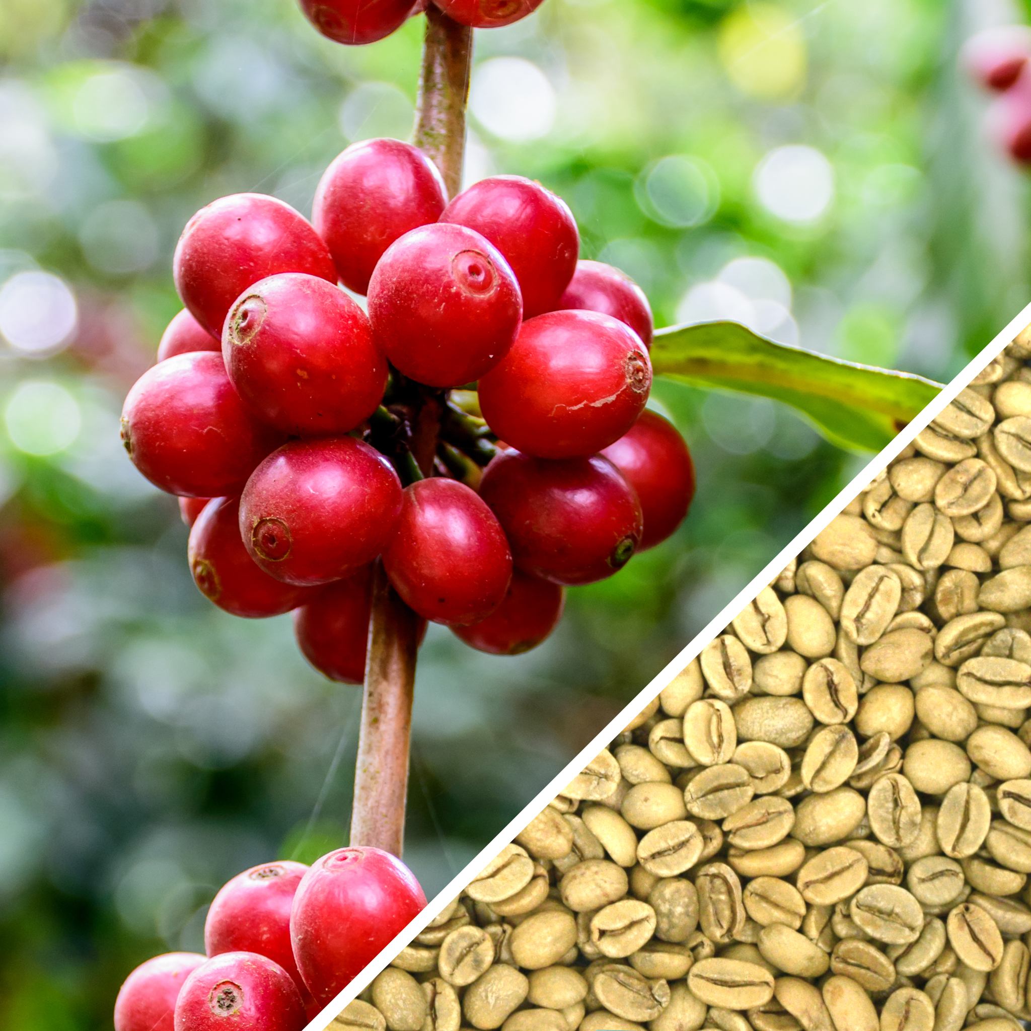 India Monsooned Malabar AA