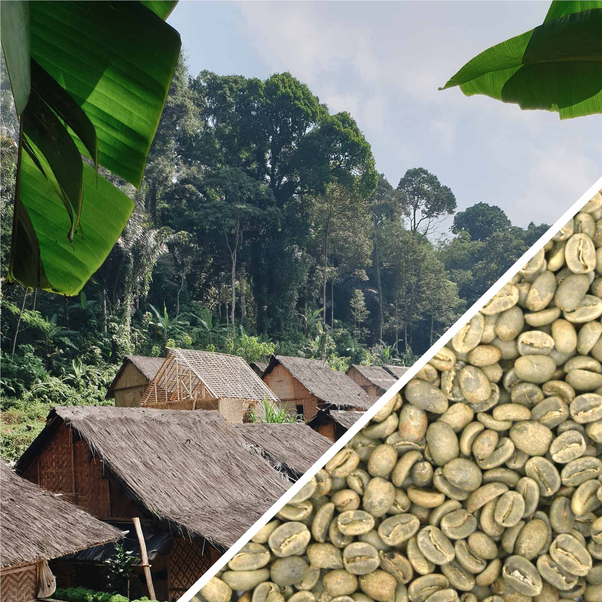 Indonesia Flores Island Grade 1 - Green Coffee