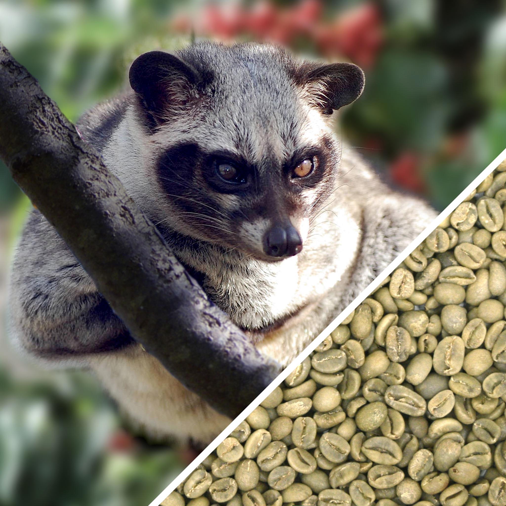 Kopi Luwak - Certifié Sans Cruauté - Café Vert