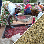 Kenya AB Plus - Green Coffee