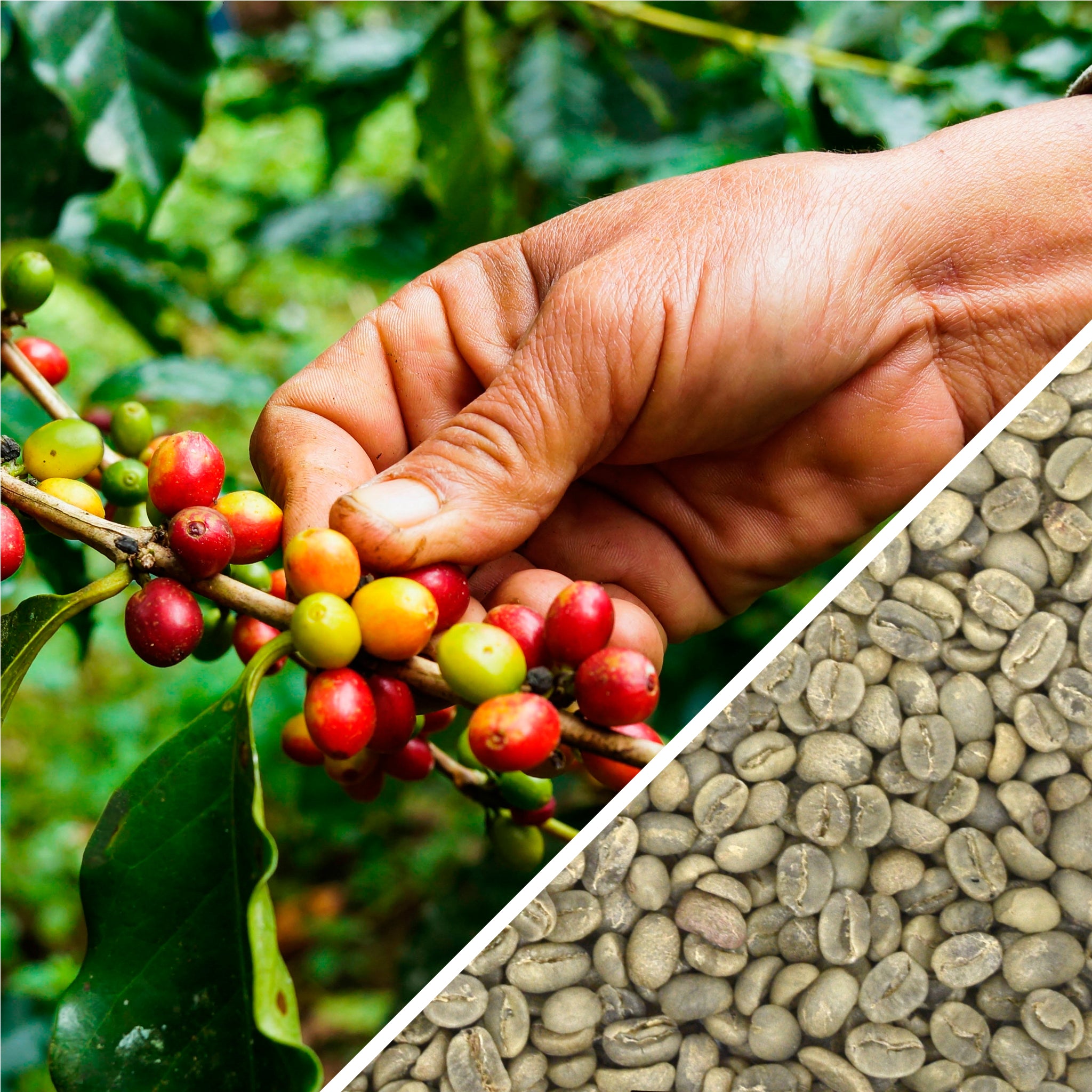 Nicaragua SHB II Cielo Estate - Café Vert