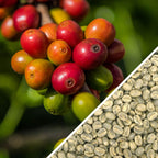 Papua New Guinea AA - Green Coffee