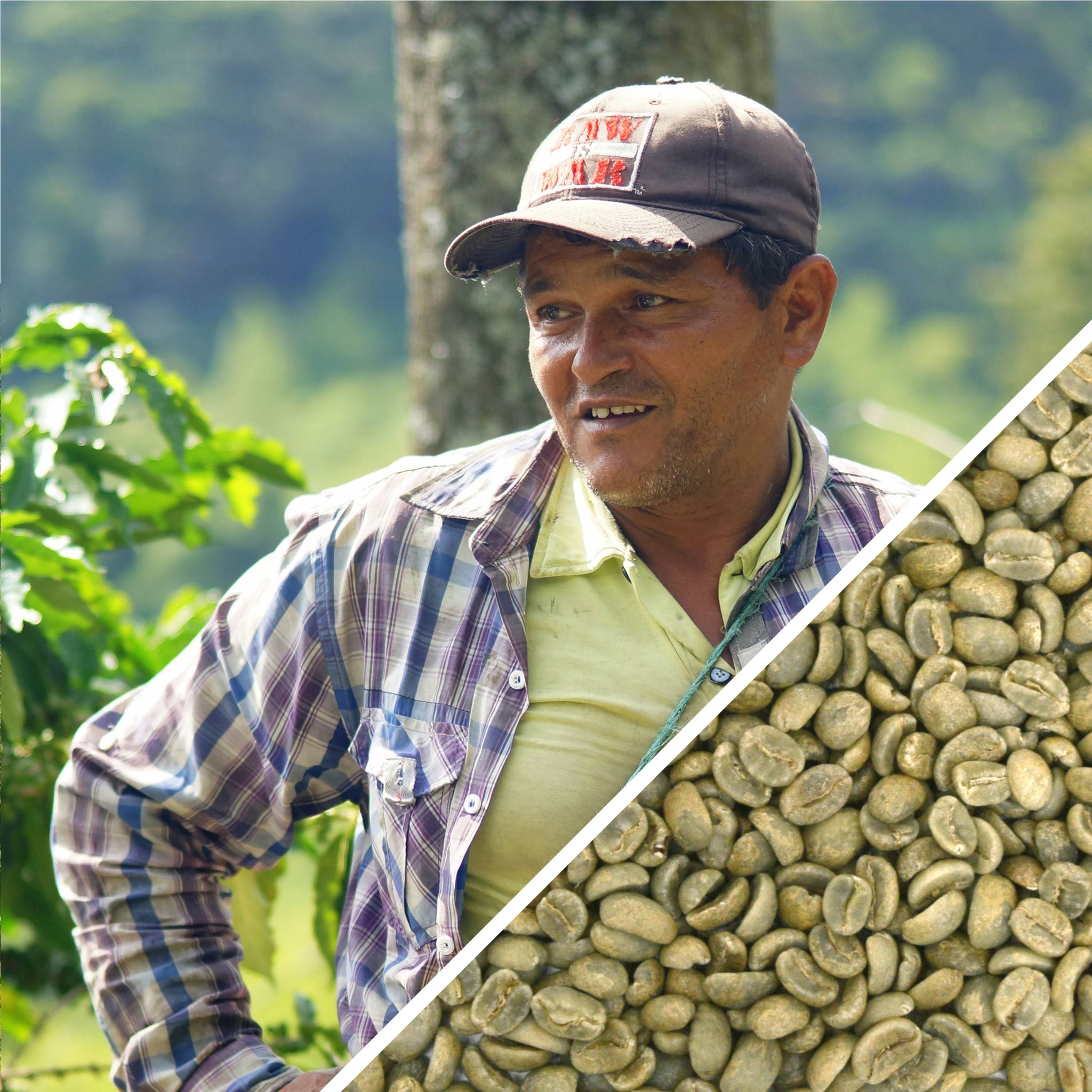 Colombia Excelso Origen Coop - Certified Organic - Green Coffee
